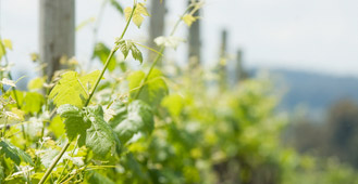 Retallack Viticulture